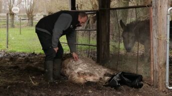 Waasmunster: opnieuw pony doodgebeten, groot vermoeden van hondenaanval
