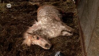 Slaan Mechelse herders uit Waasmunster opnieuw toe? Pony overleeft bijtaanval niet