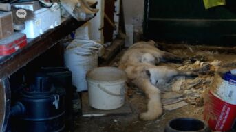 Extreme dierenverwaarlozing in Strijpen, hond en schaap door ontbering gestorven