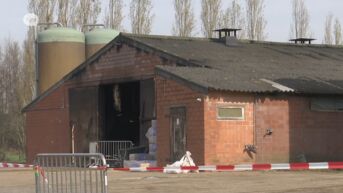 30.000 kippen omgekomen bij brand in Zele, beperkte asbestvervuiling