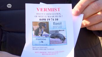 Hondje Basil al 2,5 maanden vermist, vrienden doen ultieme oproep naar getuigen