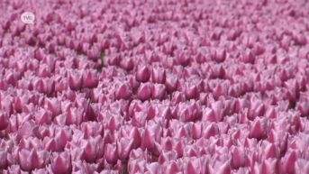 Nederlandse tulpen kleuren Meerdonk opnieuw: 