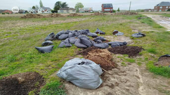 50 vuilniszakken met resten van cannabisplantage gedumpt op veld in Ninove