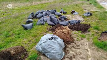 Restanten van cannabisplantage gedumpt op veld in Ninove