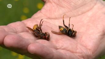 Vier keer meer meldingen verwacht van nesten van Aziatische hoornaars dan vorig jaar