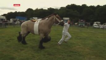 Pikkeling: Vlaams kampioenschap Belgische trekpaarden