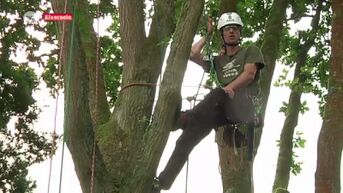Elverselenaar Europees kampioen boomklimmen