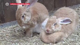 Hardnekkig virus treft konijnenpopulatie