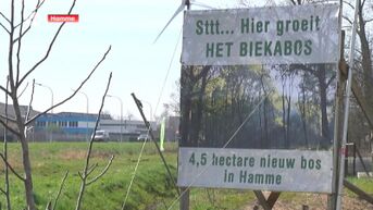 5000 bomen voor nieuw bos in Hamme