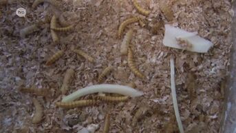 Studenten kweken meelwormen om er loempia's en bitterballen van te maken