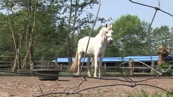 The Old Horses Lodge krijgt 17.000 euro van Stichting voor Paarden in nood