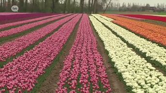 Nederlandse tulpenpracht in Meerdonk