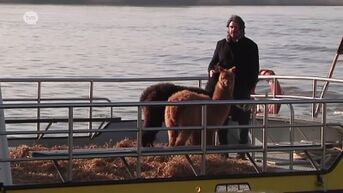 Koen Vanmechelen brengt twee alpaca's naar Temse