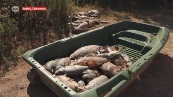 Ook honderden dode vissen aangetroffen in Fort Liefkenshoek