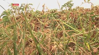 Stad Aalst helpt boeren die getroffen zijn door extreme droogte