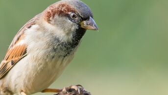 Huismus meest voorkomende vogel in Vlaamse tuinen