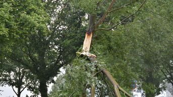 Vrouw sterft onder omgevallen boom in Erpe-Mere