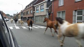 Politie Berlare - Zele zet achtervolging in op paarden en ezels